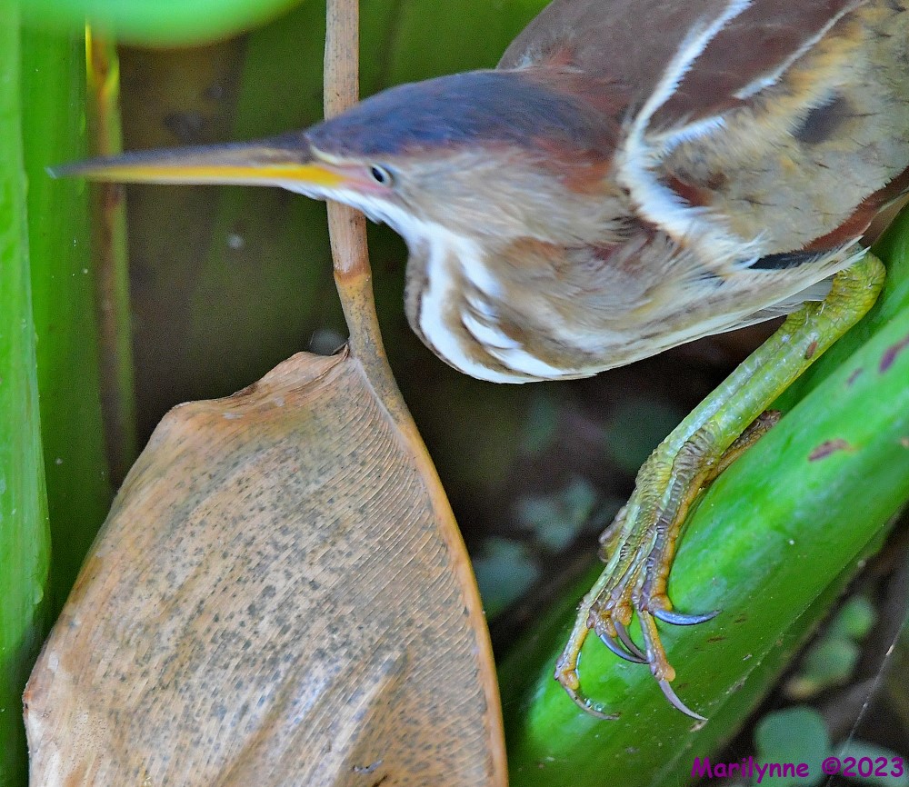 DSC_5796_001.JPG