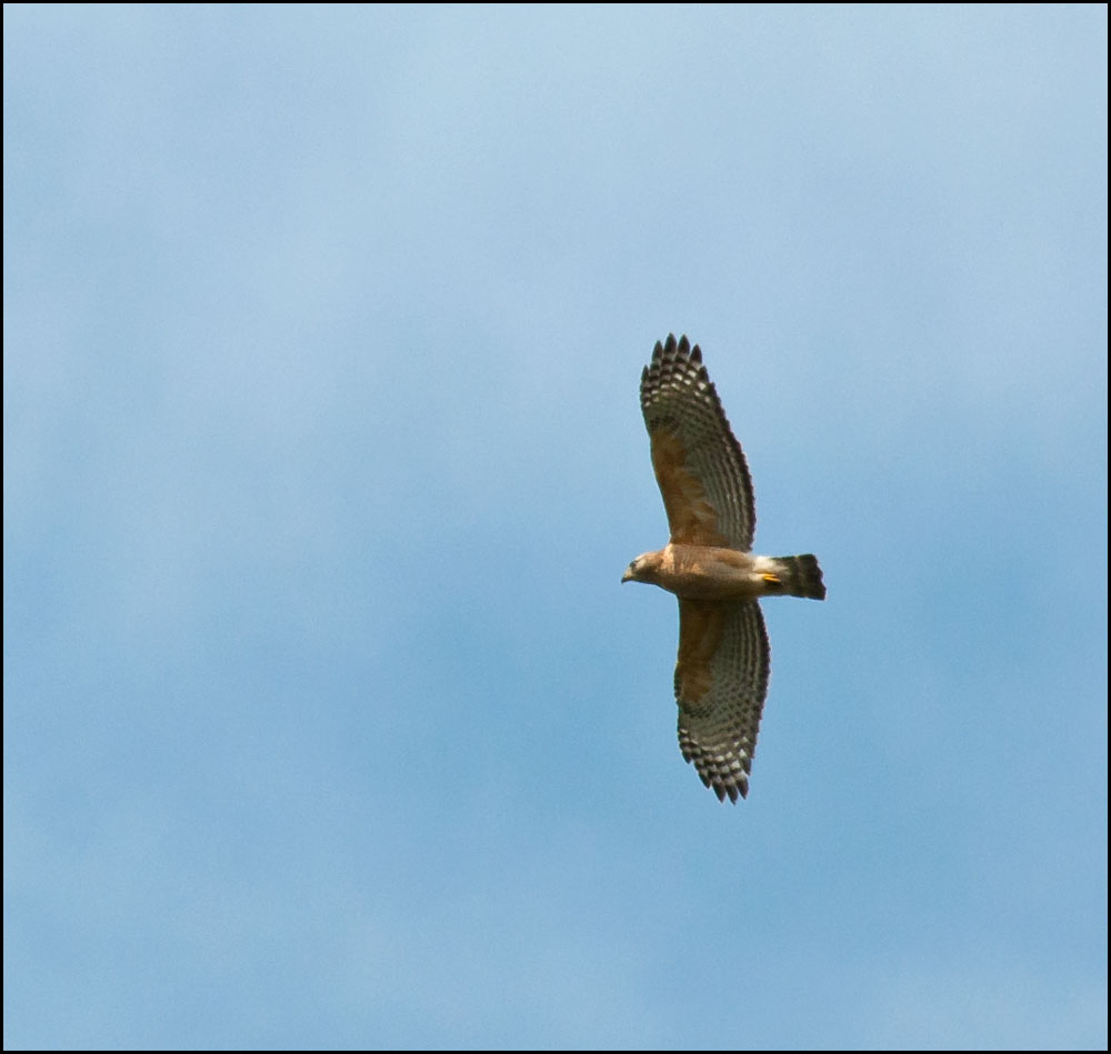 DSC_5798.jpg
