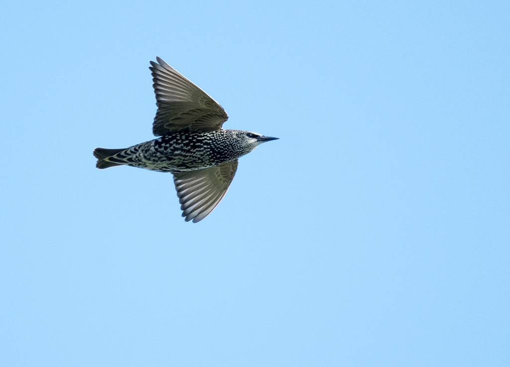 dsc_5798_37026597540_o.jpg
