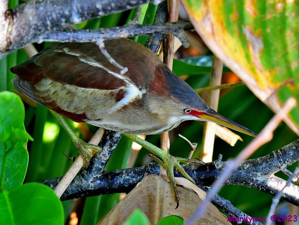 DSC_5799_001.JPG