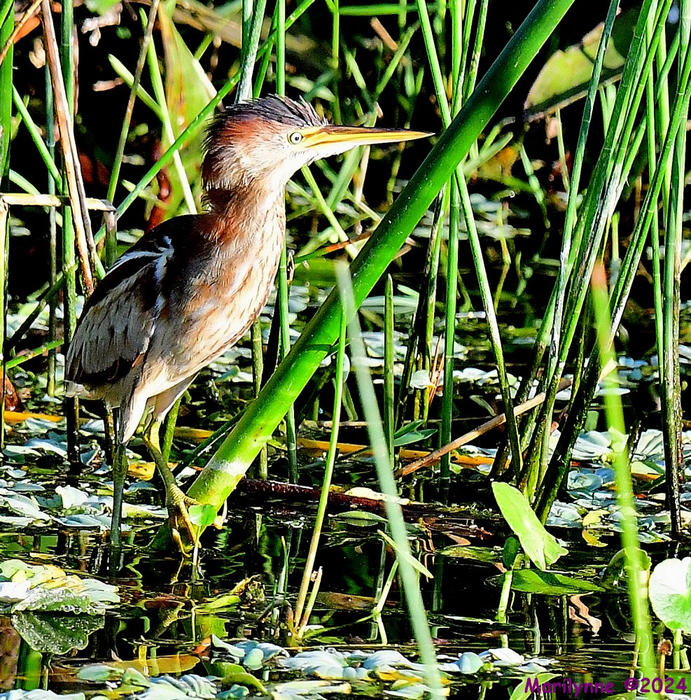 DSC_5800_001.JPG