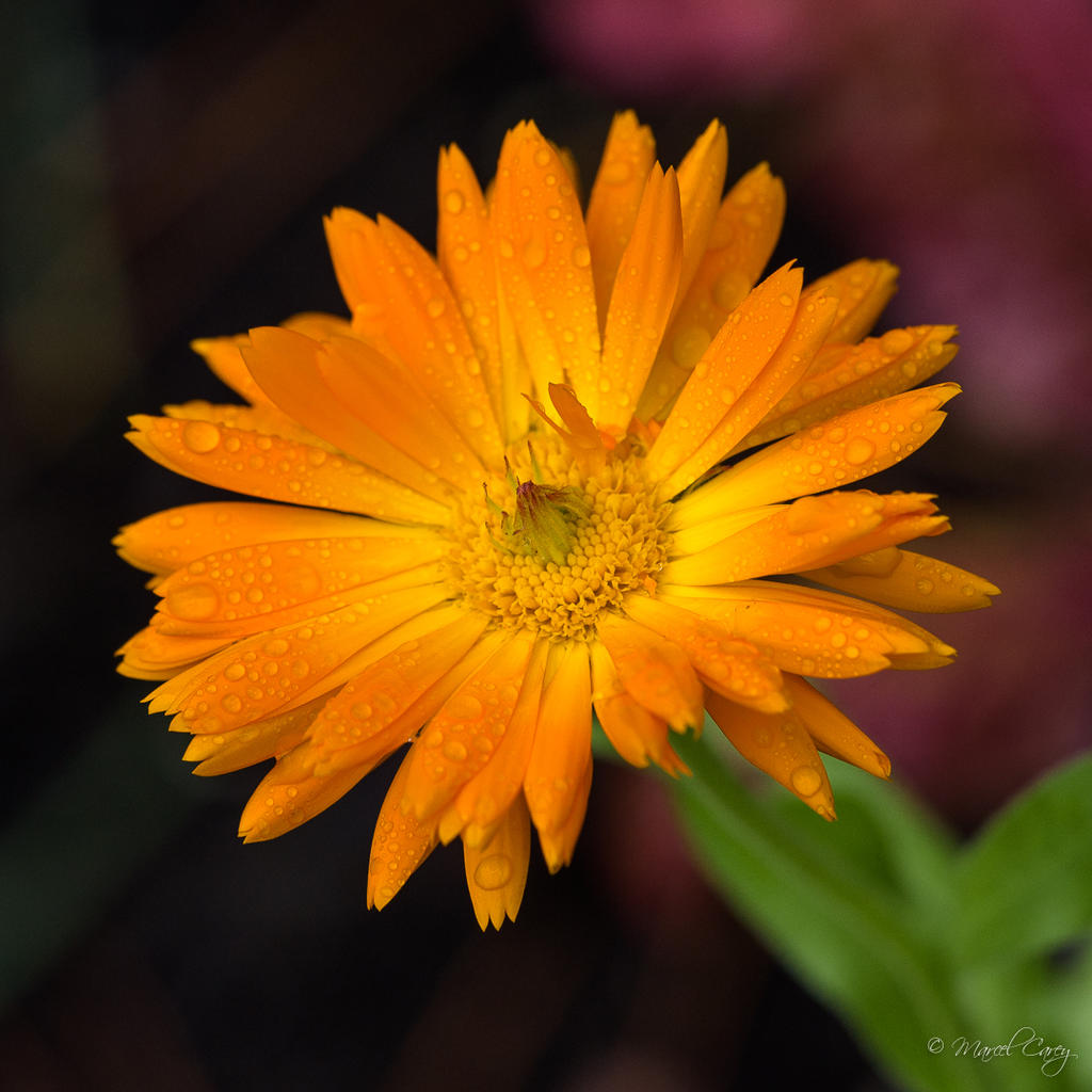 DSC_5801.jpg