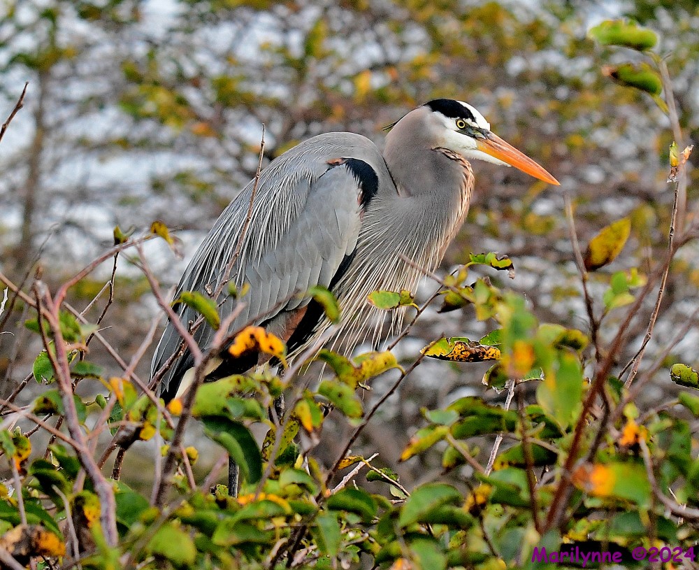 DSC_5801_001.JPG