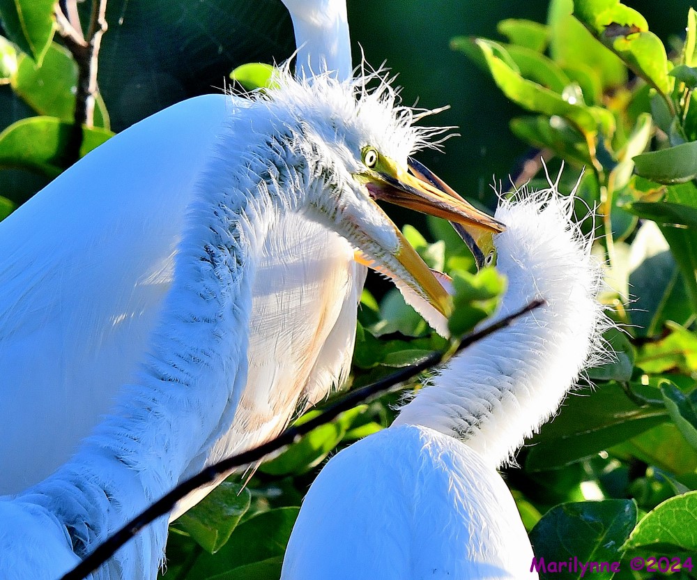 DSC_5809_001.JPG