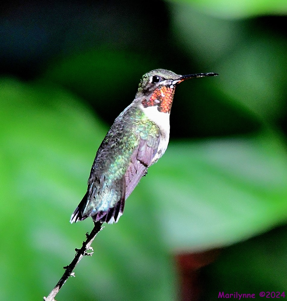 DSC_5809_001.JPG