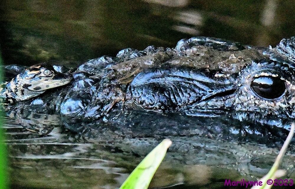 DSC_5812_001.JPG