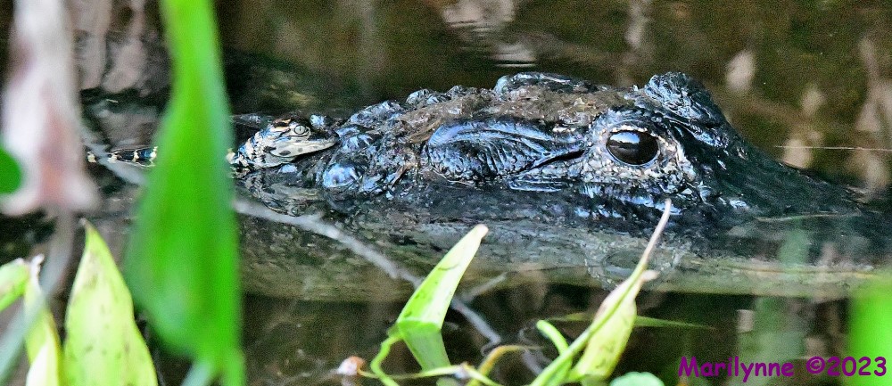 DSC_5815_001.JPG