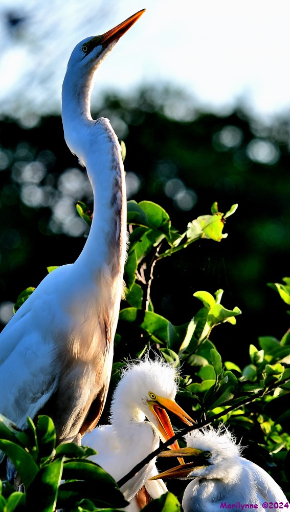 DSC_5815_001.JPG