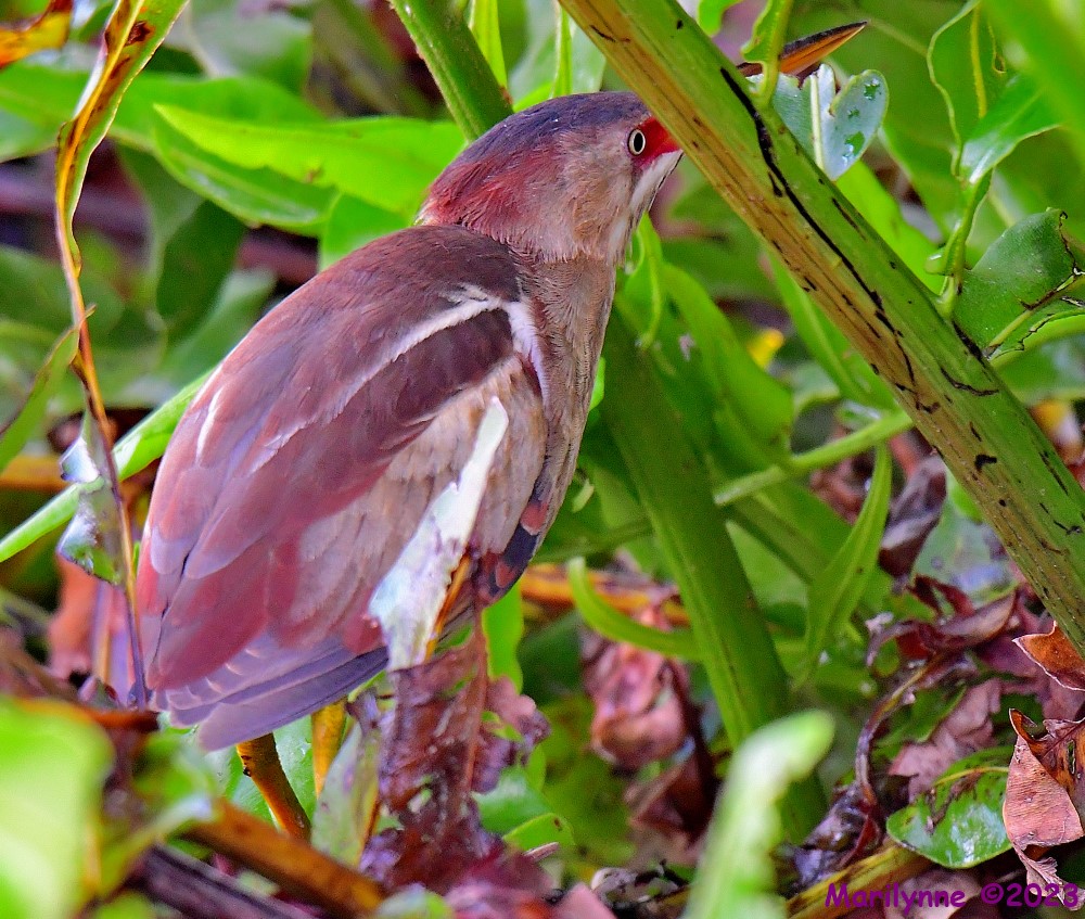 DSC_5825_001.JPG