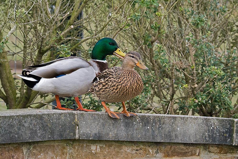DSC_5827.jpg