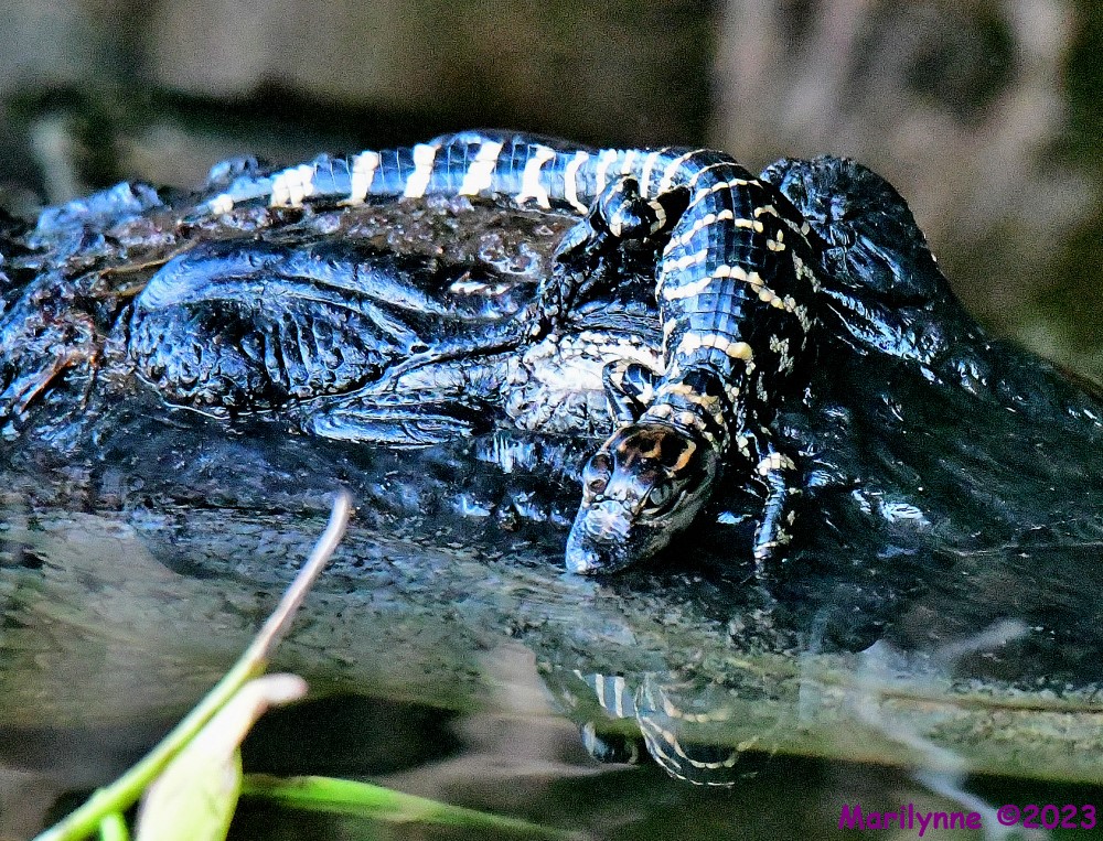 DSC_5827_001.JPG