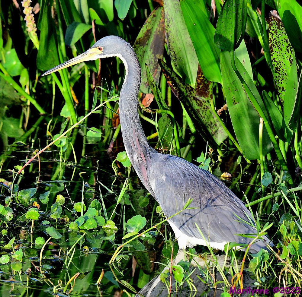 DSC_5827_001.JPG