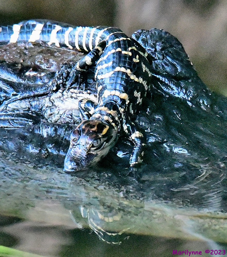 DSC_5828_001.JPG