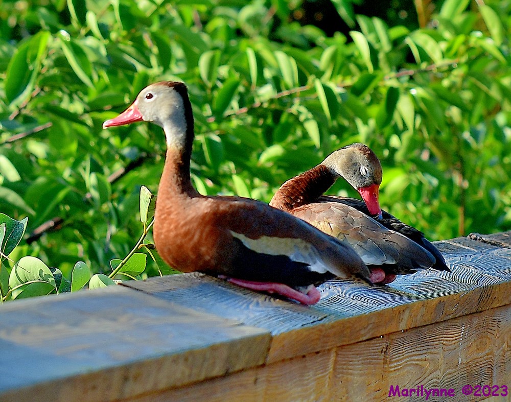 DSC_5829_001.JPG