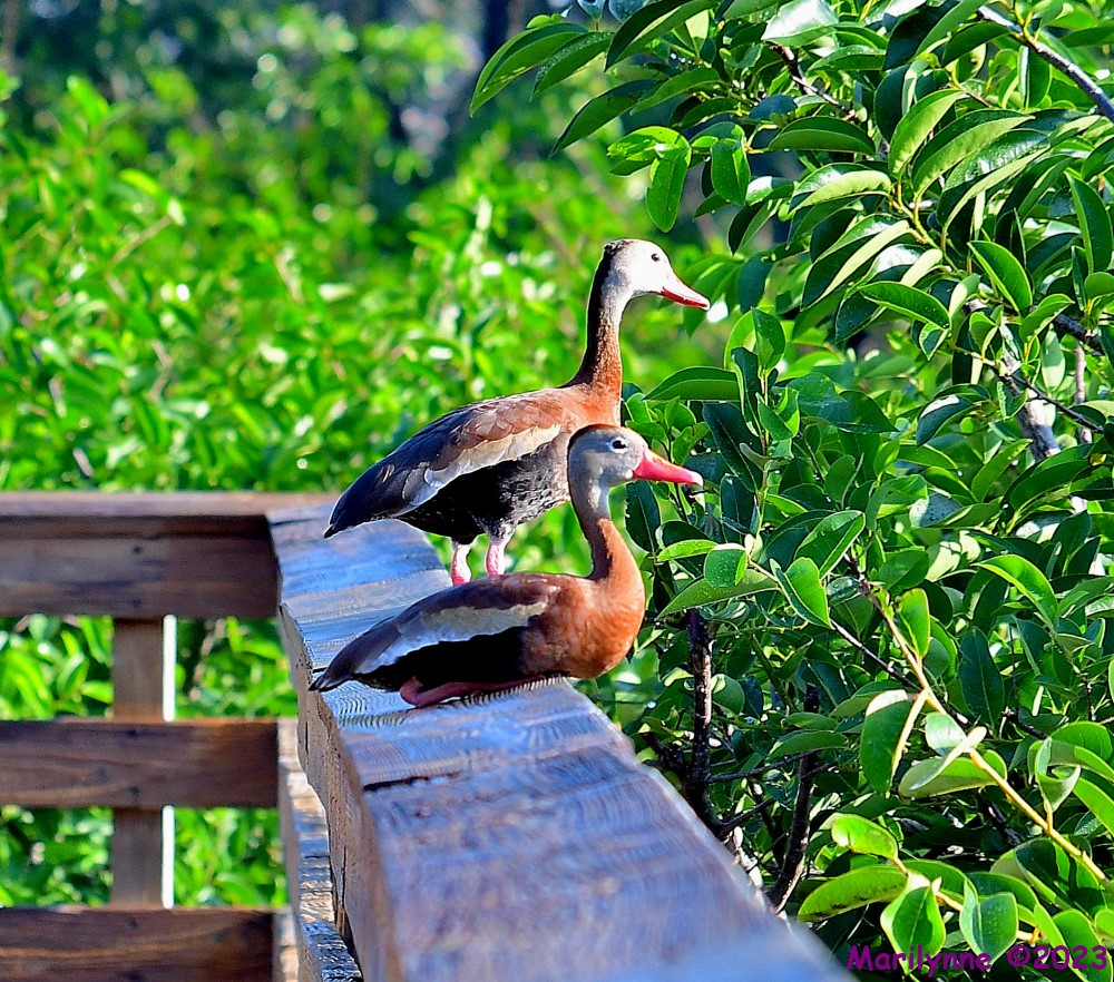 DSC_5833_001.JPG