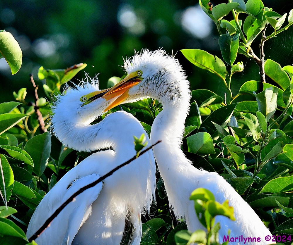 DSC_5833_001.JPG