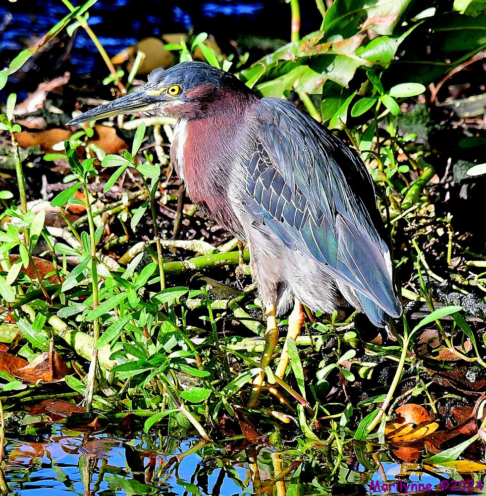 DSC_5833_001.JPG