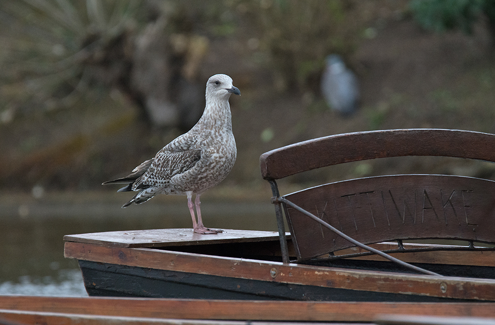 DSC_5834.jpg