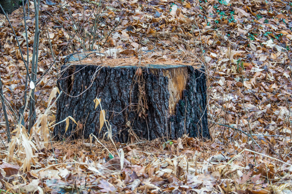DSC_5834.jpg