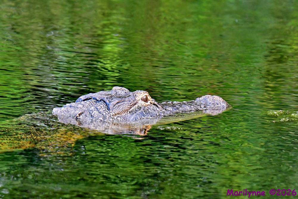 DSC_5834_001.JPG