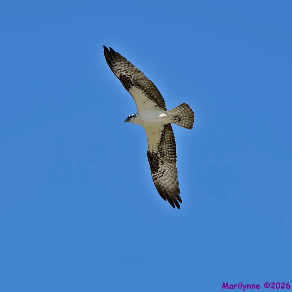 DSC_5836 copy_001.JPG