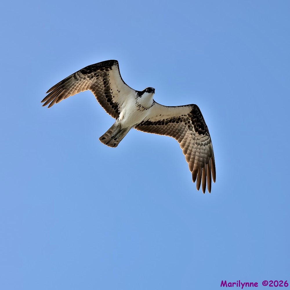 DSC_5841 copy_001.JPG