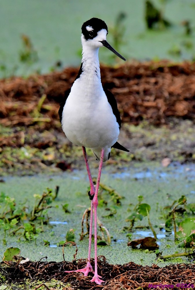 DSC_5841_001.JPG