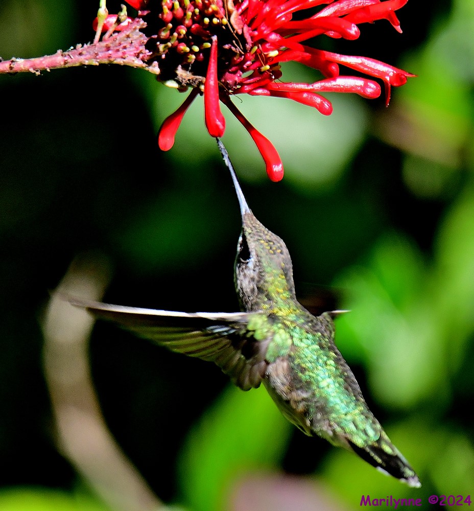 DSC_5848_001.JPG
