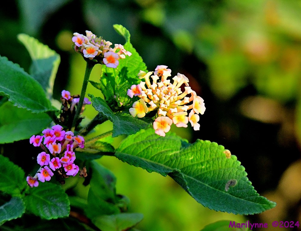 DSC_5850_001.JPG