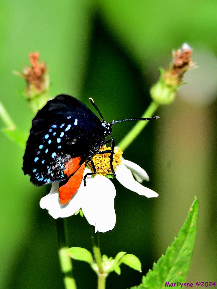 DSC_5852_001.JPG