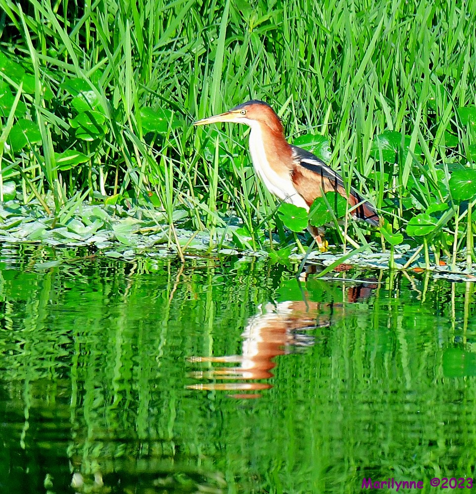 DSC_5853_001.JPG