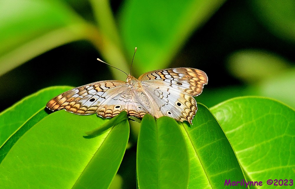 DSC_5854_001.JPG