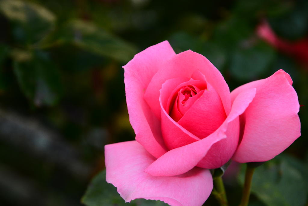 DSC_5855.jpg