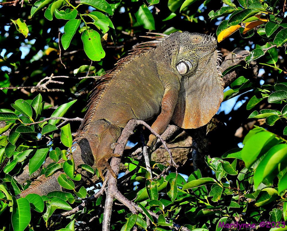 DSC_5855_001.JPG
