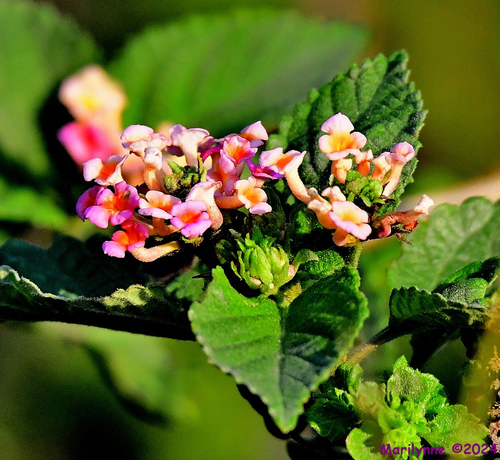 DSC_5855_001.JPG