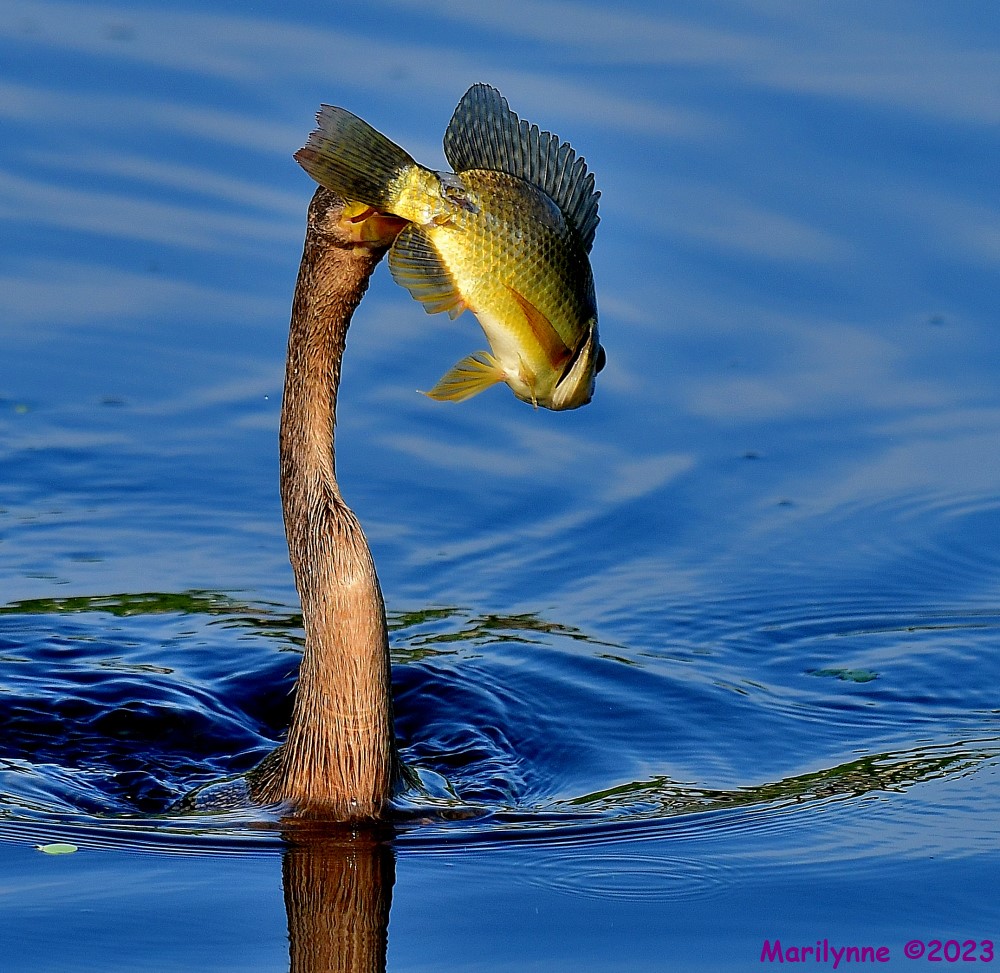 DSC_5856_001.JPG