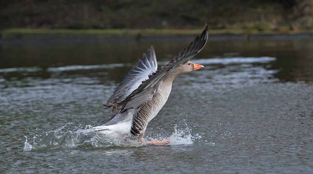 DSC_5857.jpg