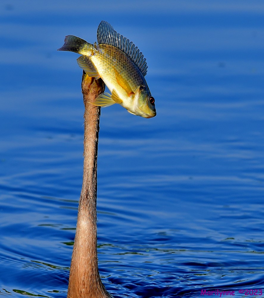 DSC_5860_001.JPG