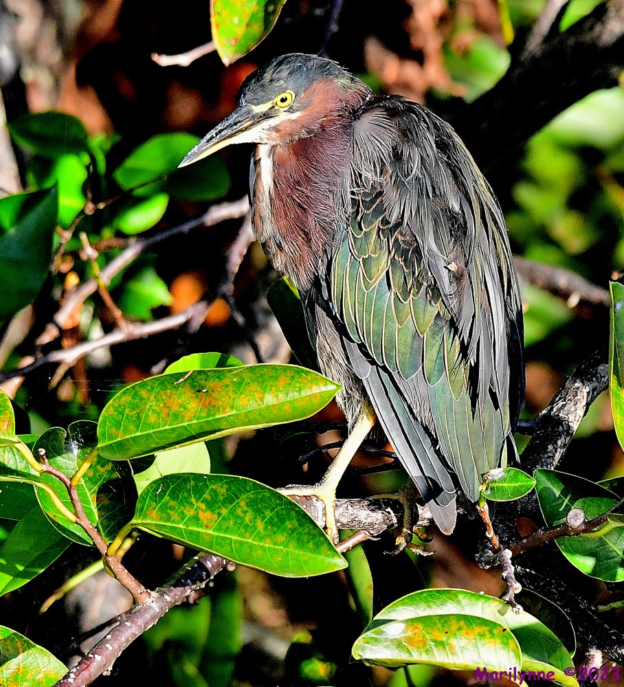 DSC_5860_001.JPG