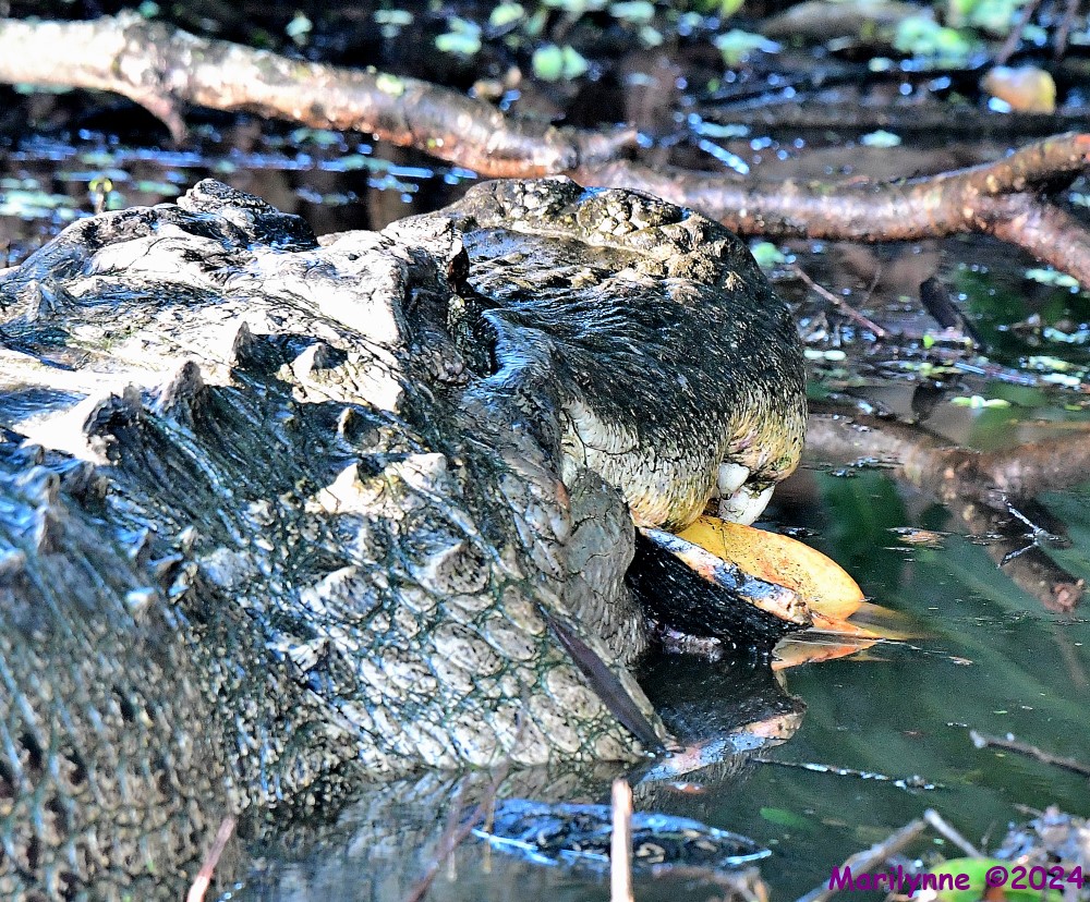 DSC_5860_001.JPG