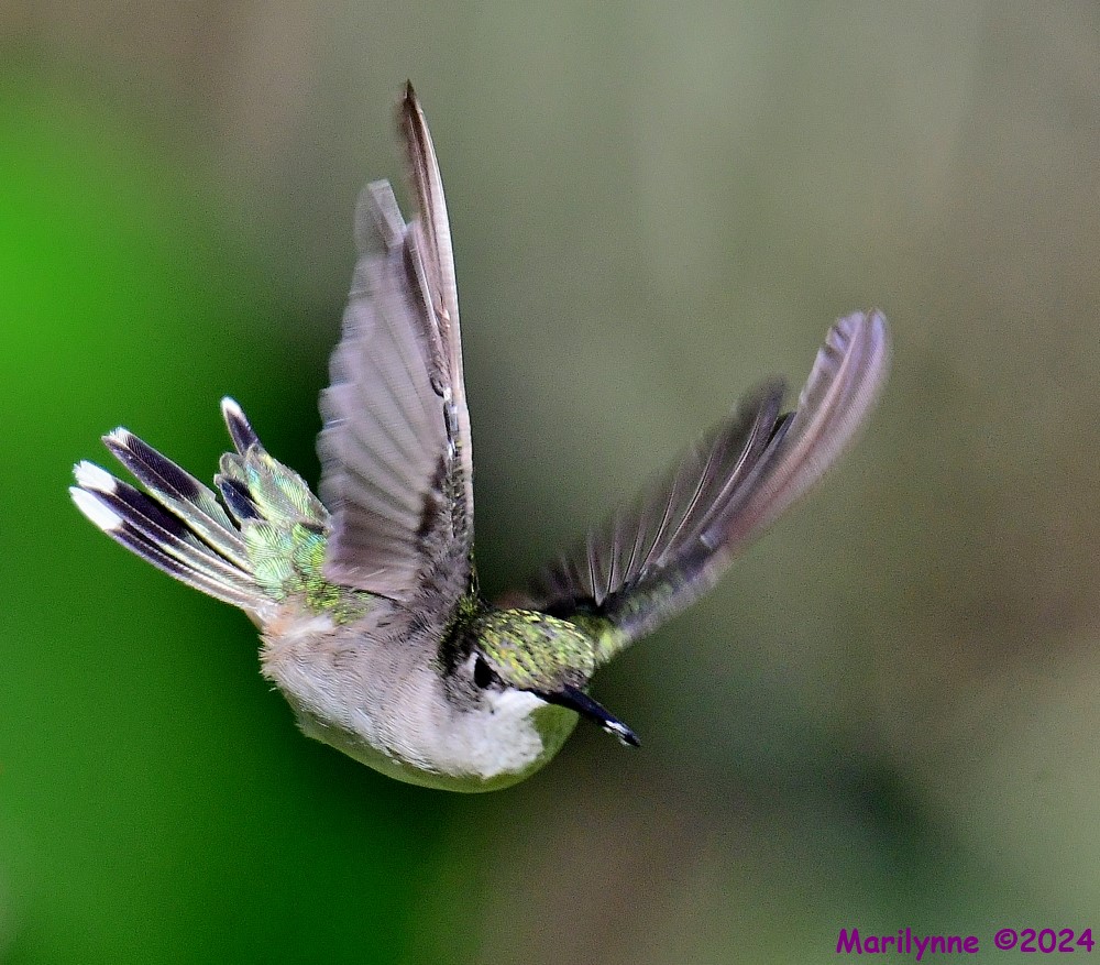 DSC_5860_001.JPG
