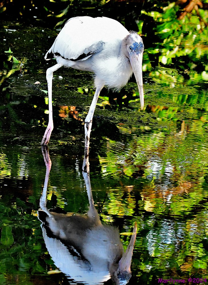 DSC_5862_001.JPG
