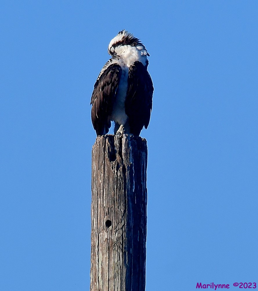 DSC_5863_001.JPG