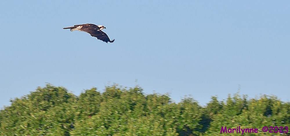 DSC_5867_001.JPG
