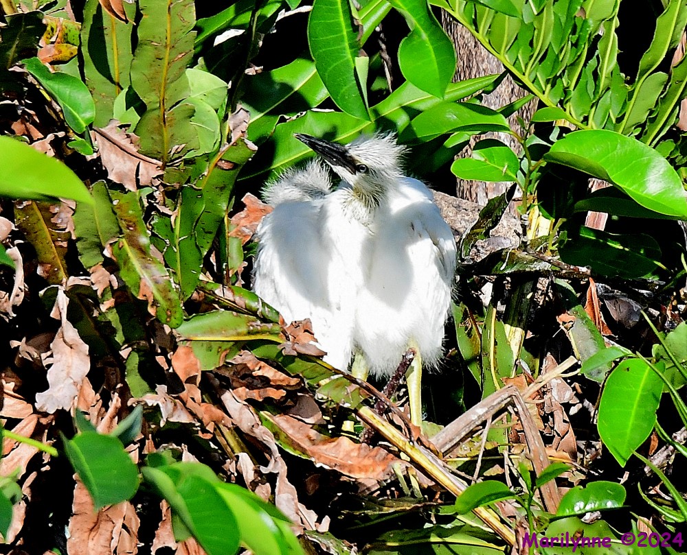 DSC_5867_001.JPG
