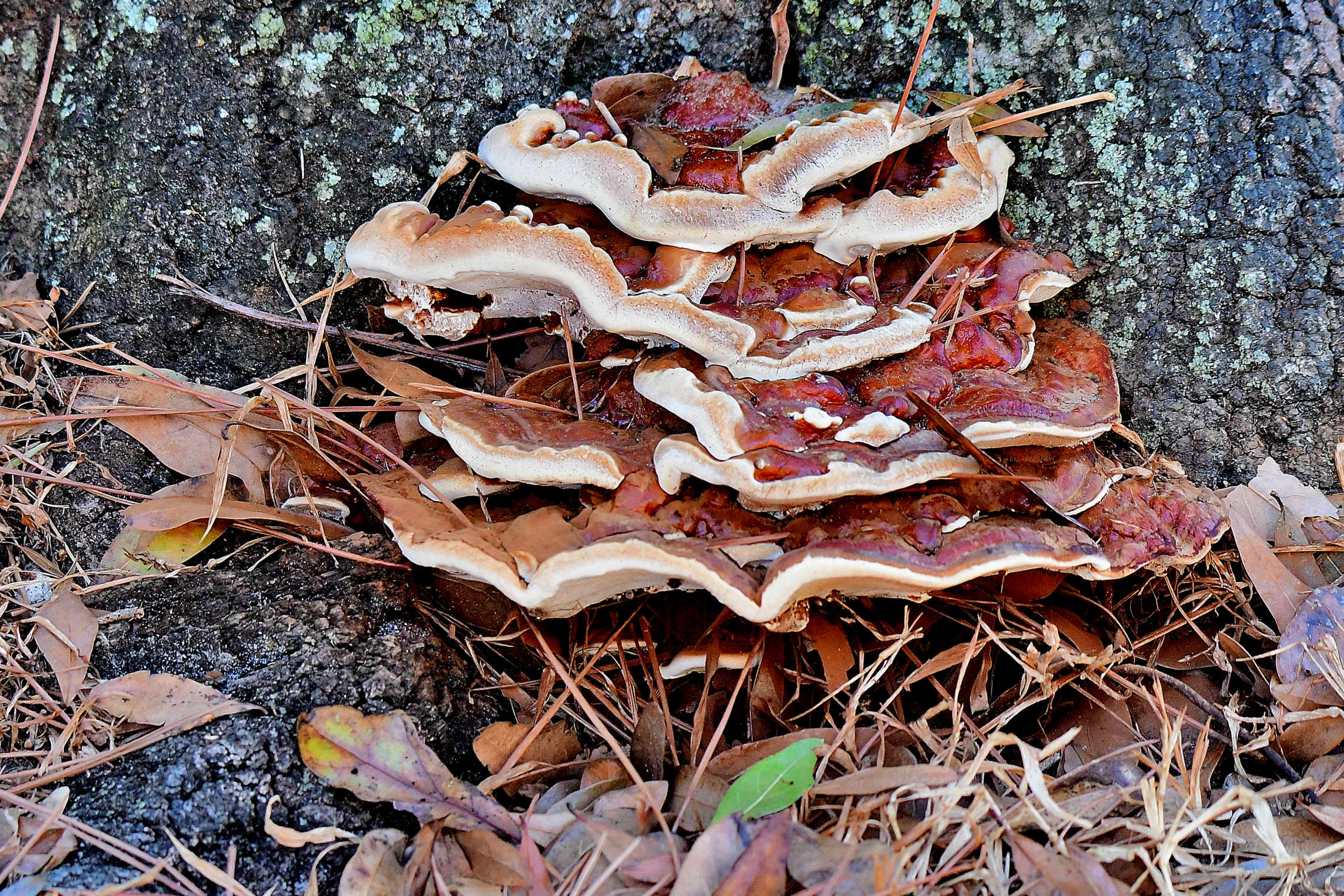 DSC_5867_001.JPG