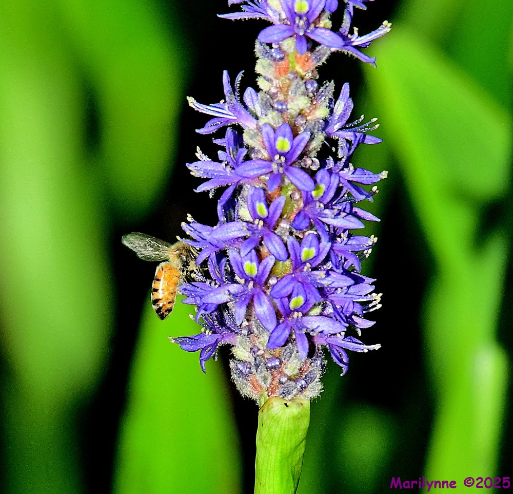 DSC_5868_001.JPG