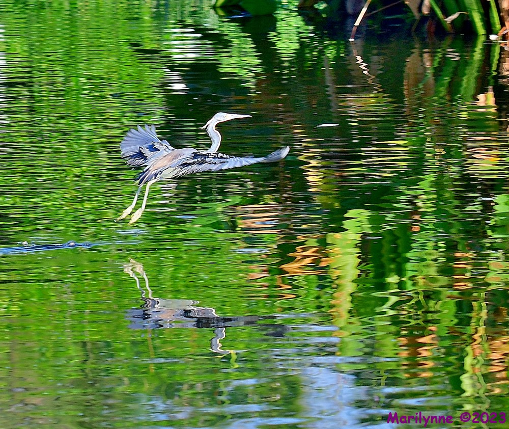 DSC_5869_001.JPG
