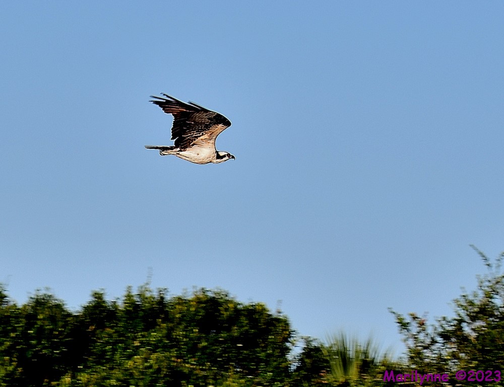 DSC_5869_001.JPG