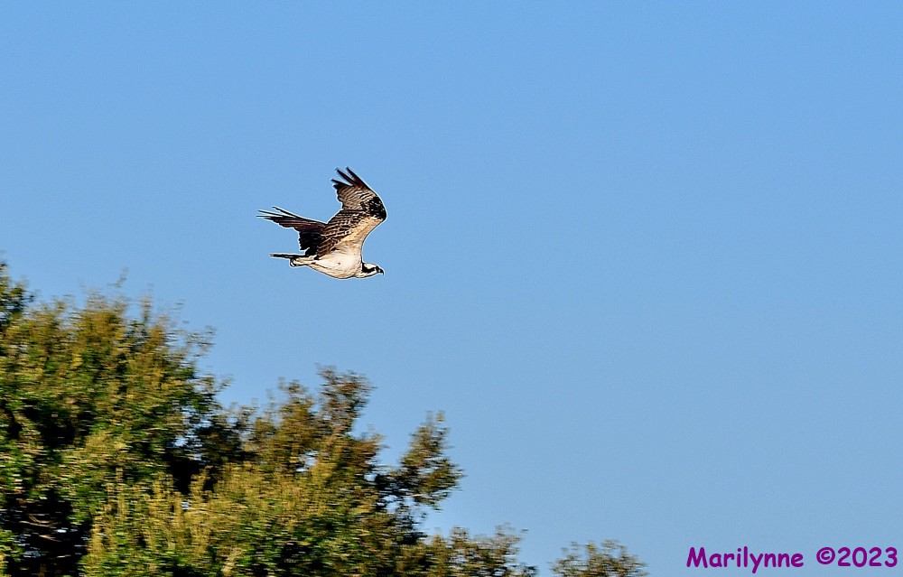 DSC_5870_001.JPG